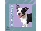 Adopt Holstein a Mixed Breed