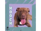 Adopt Hooch a Mixed Breed