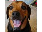 Adopt Toby a Rottweiler