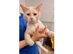 Adopt Jax a Domestic Short Hair