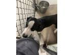 Adopt Loki a Mixed Breed
