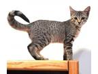 Adopt Tarka a Domestic Short Hair, Tabby