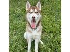 Adopt Taki a Husky