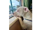 Adopt Cletus-Deaf Boy a Pit Bull Terrier