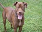 Adopt JAXON a Labrador Retriever, Mixed Breed