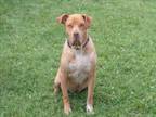 Adopt MAC a Labrador Retriever, American Staffordshire Terrier