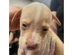 Adopt GENIE a Mixed Breed