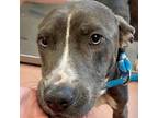 Adopt CHARMAIN a Mixed Breed
