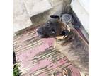 Adopt Courtesy: Drifter a American Staffordshire Terrier