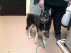 Adopt COYOTE a German Shepherd Dog, Husky