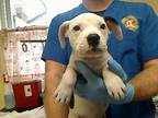 Adopt EMINEM a Pit Bull Terrier, Mixed Breed