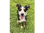Adopt MAX a Australian Shepherd, English Shepherd