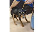 Adopt TICKY a Rottweiler, Beagle