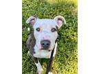 Adopt MUSTARD a Pit Bull Terrier, Mixed Breed