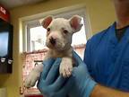 Adopt LIL JON a Pit Bull Terrier, Mixed Breed