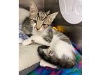 Adopt Graham/ AC 25679 H a Domestic Short Hair