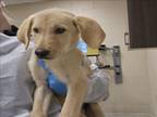 Adopt A401581 a Labrador Retriever
