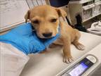 Adopt TATO a Catahoula Leopard Dog, Mixed Breed