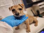 Adopt ALMOND a Catahoula Leopard Dog, Mixed Breed