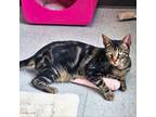 Adopt Kirk a Domestic Short Hair