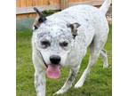 Adopt Ozzy a Australian Cattle Dog / Blue Heeler