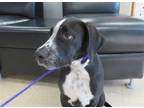 Adopt HICKORY a Bluetick Coonhound, Labrador Retriever