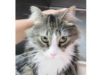 Adopt SCHNITZEL a Domestic Medium Hair