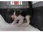 Adopt DIET COKE a Domestic Short Hair