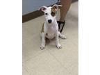 Adopt FROGGY a Pit Bull Terrier, Mixed Breed