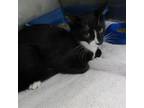 Adopt BRATWURST a Domestic Short Hair