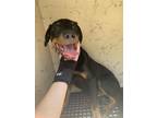 Adopt ZUKO a Rottweiler