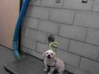 Adopt CUTIE a Poodle, Mixed Breed
