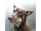 Adopt MAUI a Alaskan Malamute
