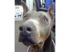 Adopt BLUE a Doberman Pinscher