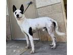 Adopt Chet a Australian Kelpie, Australian Cattle Dog / Blue Heeler