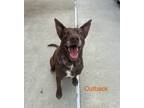 Adopt Outback a Australian Cattle Dog / Blue Heeler, Catahoula Leopard Dog