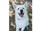 Adopt Mutt Damon a Husky, Mixed Breed