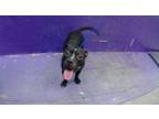 Adopt MAVERICK a Staffordshire Bull Terrier, Mixed Breed