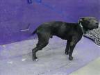 Adopt DARLIN a Staffordshire Bull Terrier, Mixed Breed
