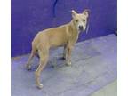 Adopt MICKEY a Staffordshire Bull Terrier, Mixed Breed