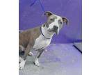 Adopt BOOGEY a Staffordshire Bull Terrier