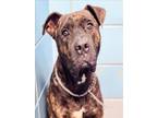 Adopt BRUTUS a Cane Corso, Mixed Breed