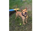 Adopt BUDDHA a American Staffordshire Terrier, Mixed Breed