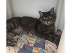 Adopt Pepper a Domestic Short Hair