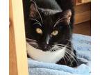 Adopt TUCKER a Domestic Short Hair