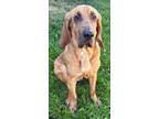 Adopt SCOUT a Bloodhound