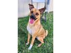 Adopt HONCHO a Pug
