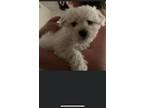 Adopt POPO a Bichon Frise
