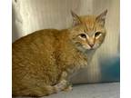 Adopt THE BOSS a Domestic Short Hair