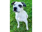 Adopt BANSKY a American Staffordshire Terrier, Mixed Breed